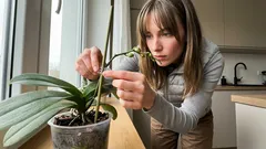 Warum der Stützstab an deiner Phalaenopsis oft nur für den Transport da ist – und was du danach besser machst